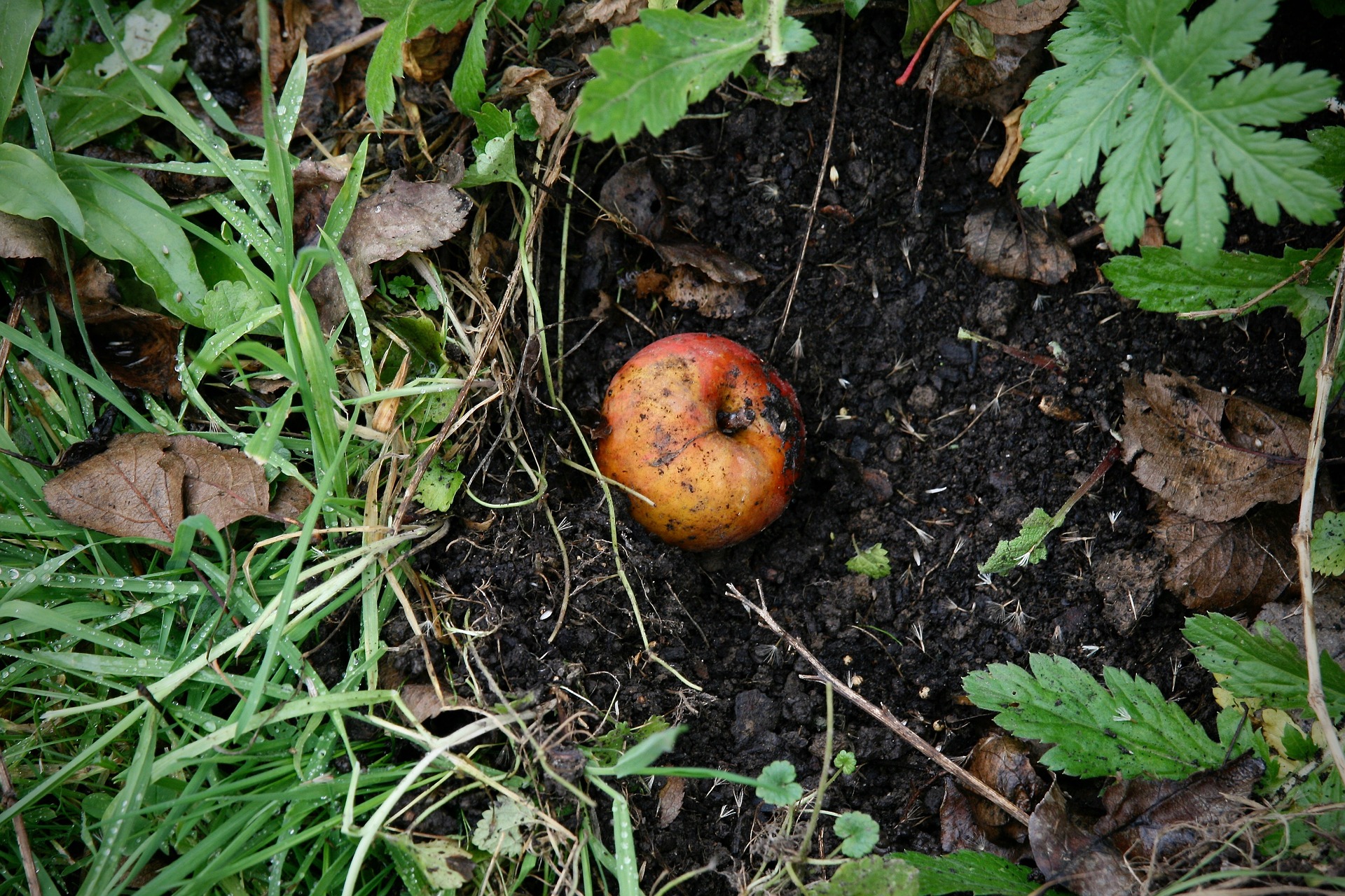 An Apple Decomposing in nature