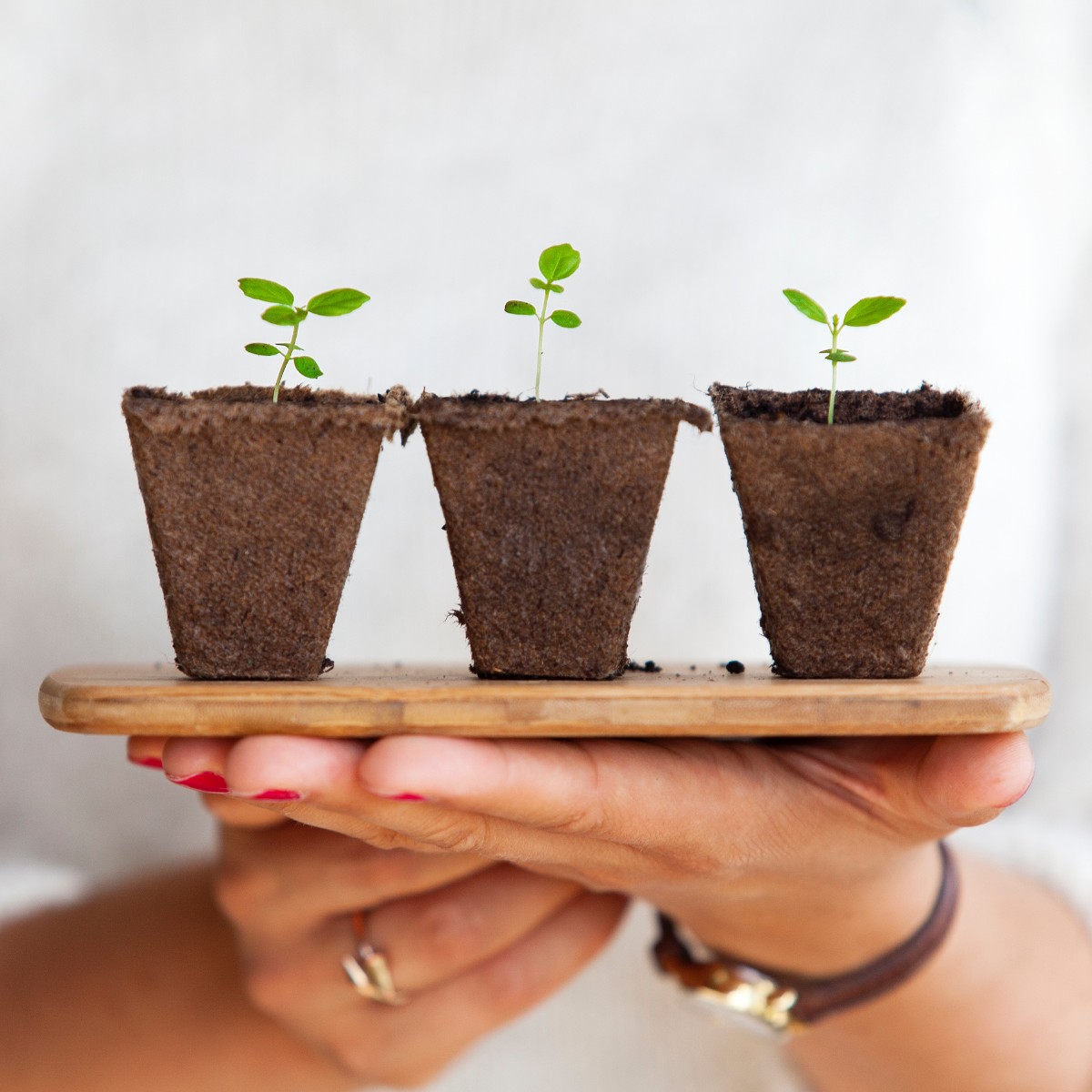 seedlings in biodegradable pots