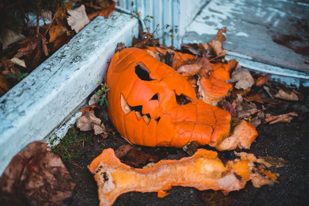 Carved Halloween pumpkin beginning to decompose