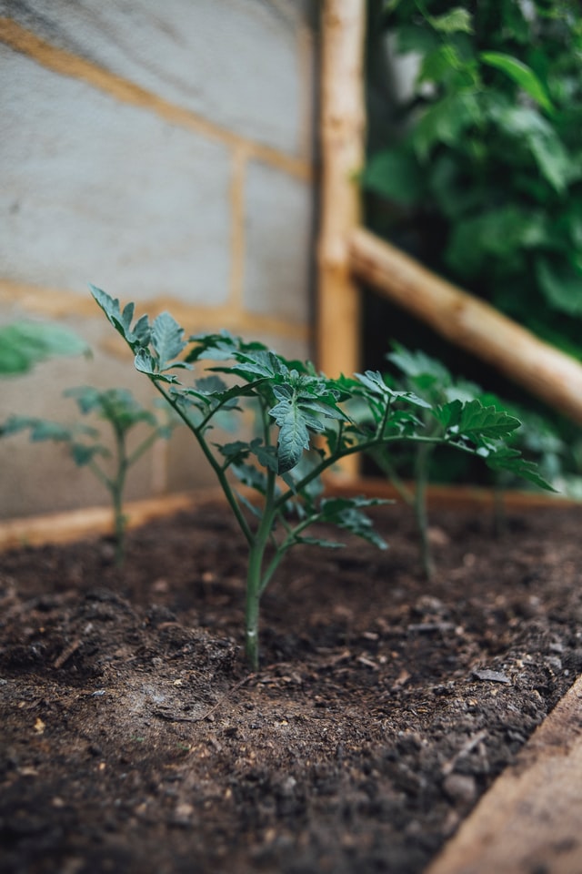 Composting is a crucial part of the circular economy Tomato plants Growing in compost