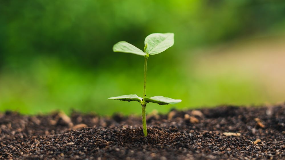 Healthy Seedling in Compost