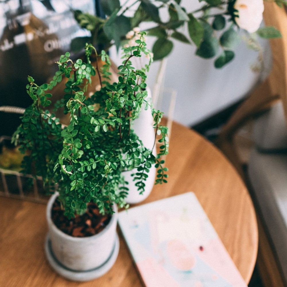 Potted Fern on an indoor table