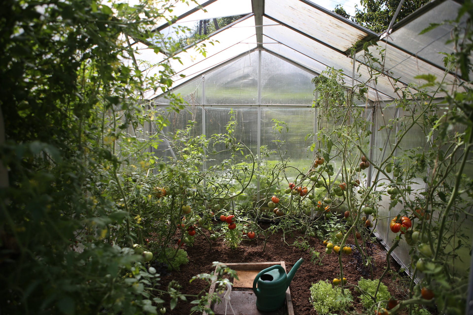 Greenhouse with tomato vines
